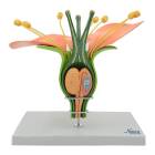 Nasco MG23451 Flower Dicotiledonea Model, 14x Enlarged, 3 Parts