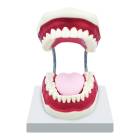 Nasco MG23875 Dental Care Model, 3x Enlarged - Front View