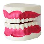 Nasco MG23876 Dental Care Model - Left Angle