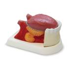 Nasco MG29179 Tongue Model, 2.5x Enlarged, 3 Parts, Right Angle View