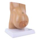 Nasco MG29239 Breast Model, Lactating - Right Angle