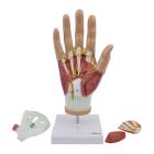 Nasco MG29364 Hand with Ligaments and Muscles Model, 4 Parts