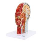 Nasco MG29511 Half-Head with Muscles Model - Angle 1