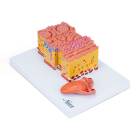 Nasco MG29520 Micro-Anatomy of Tongue Model, 20x Enlarged, Top Left Angle View