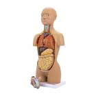 Nasco MG29697 Mini Dual-Sex Torso Model, 16-Part - Light Skin Tone, Left Angle View