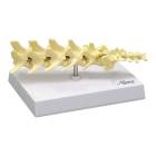 Nasco MG29736 Canine Lumbar Vertebral Model - Angle 1
