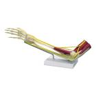 Nasco MG29739 Elbow with Muscles Model - Front View