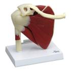 Nasco MG29750 Shoulder with Articulating Rotator Cuff Model - Front View