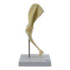 Nasco MG29754 Canine Shoulder Model, Medium Size - Angle 1