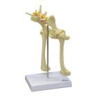 Nasco MG29759 Canine Pelvis Model - Angle 1