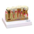 Nasco MG29771 Teeth Model