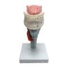 Nasco MG29773 Larynx with Tongue and Teeth Model, 5-Part, Front View