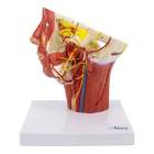 Nasco MG29865 Musculature of Head with Arteries Model - Angle 1