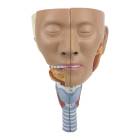 Nasco MG29866 Head Musculature with Larynx Model, 2 Parts - Angle 1