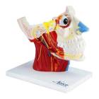 Nasco MG29868 Head Musculature with Cranial and Autonomic Nerves Model, 2.5x Enlarged - Angle 1
