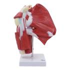 Nasco MG29871 Shoulder Muscles with Ligaments Model - Front View