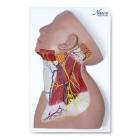 Nasco MG29872 Neck Muscles with Nerves Model - Angle 1