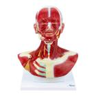 Nasco MG29873 Head and Neck Muscles Model - Angle 1