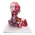 Nasco MG29874 Head, Neck, and Thoracic Muscles Model, 3 Parts - Angle 1
