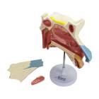 Nasco MG29876 Nasal Cavity Model, 3x Enlarged, 3 Parts, Disassembled View