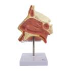 Nasco MG29877 Nose with Nasal Cavity Model, Front View