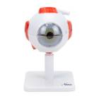 Nasco MG29938 Eye Model, 3x Enlarged, 8 Parts, Front View