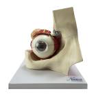 Nasco MG29939 Eye Model, 5x Enlarged, 11 Parts, Front View