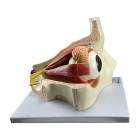 Nasco MG29940 Eye Model, 5x Enlarged, 4 Parts, Left Side View