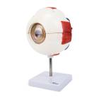 Nasco MG29941 Eye Model, 6x Enlarged, 6 Parts, Left Angle View