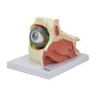 Nasco MG29943 Eye Model, 2.5x Enlarged, 14 Parts, Left Side View