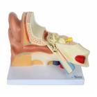 Nasco MG29982 Ear Model, 3x Enlarged, 5 Parts, Front View