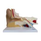 Nasco MG29983 Ear Model, 3x Enlarged, 6 Parts, Front View