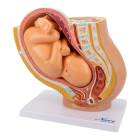 Nasco MG30131 Pelvis with Pregnancy Model, 2 Parts - Angle 1