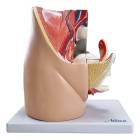 Nasco MG30135 Female Pelvis with Internal Organs Model, 3 Parts - Front View