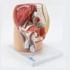 Nasco MG30139 Male Pelvis Model, Midsagittal Section, 4 Parts