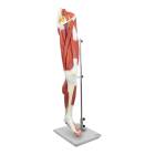 Nasco MG30417 Leg Muscle Model, Detachable, 13 Parts - Front View