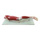 Nasco MG30418 Leg Muscle Model, Detachable, 23 Parts - Front View