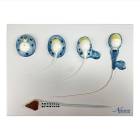 Nasco MG30750 Spermatogenesis Evolution Process Model, 10,000x Enlarged
