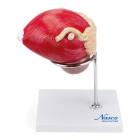 Nasco MG30753 Prostate Model, 3x Enlarged, 2 Parts - Front View