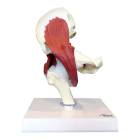 Nasco MG30900 Hip Joint with Muscles Model - Front View