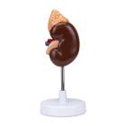 Nasco MG31016 Kidney with Adrenal Gland Model, 1.5x Enlarged, 2 Parts