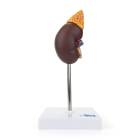 Nasco MG31017 Kidney with Adrenal Gland Model, 2 Parts