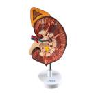 Nasco MG31018 Kidney with Adrenal Gland Model, 3x Enlarged
