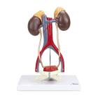 Nasco MG31020 Kidneys with Vessels and Urinary System Model, 4 Parts - Front View