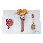Nasco MG31102 Male Reproductive Organ Section Model - Front View