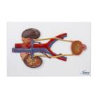 Nasco MG31104 Urinary System Section Model - Flat Overhead View