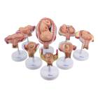 Nasco MG31154 Pregnancy Series Models