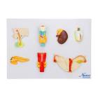 Nasco MG31320 Endocrine System Model