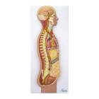 Nasco MG31332 Sympathetic Nervous System Model, 2/3 Life-Size - Angle 1