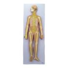 Nasco MG31333 Nervous System Model, Half-Size - Angle 1